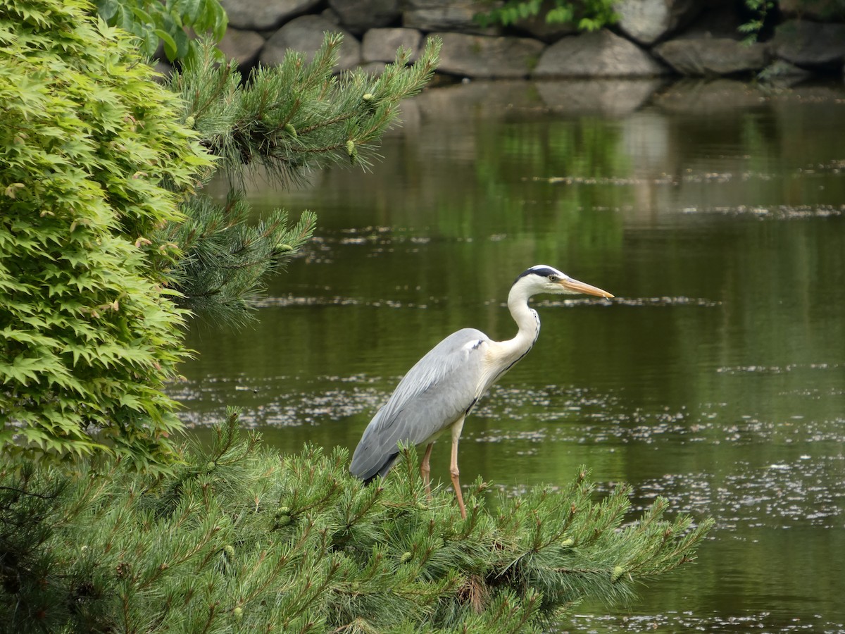 Серая цапля - ML637995620