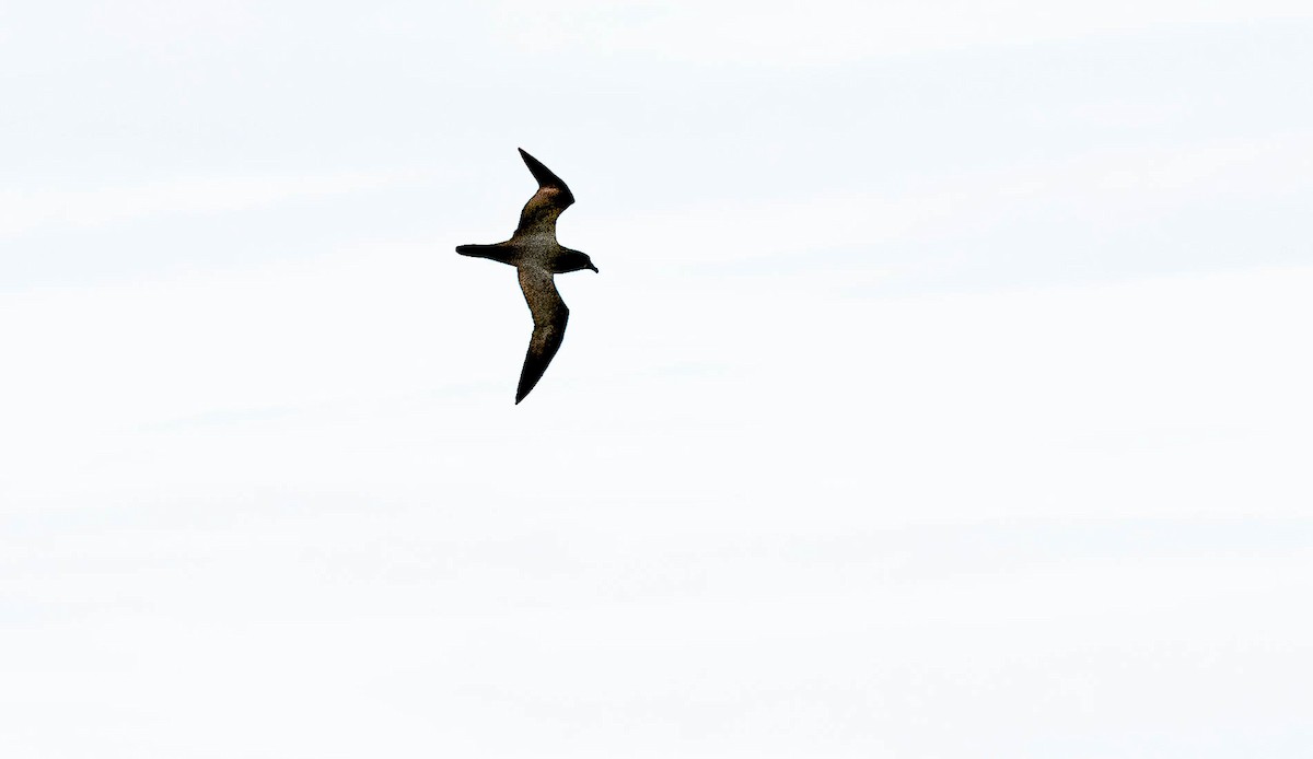 Gray-faced Petrel - ML637995636