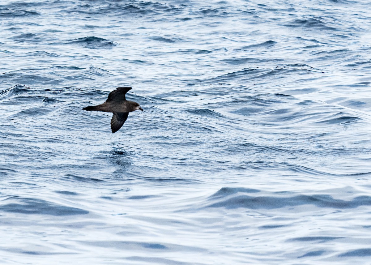 Gray-faced Petrel - ML637995638