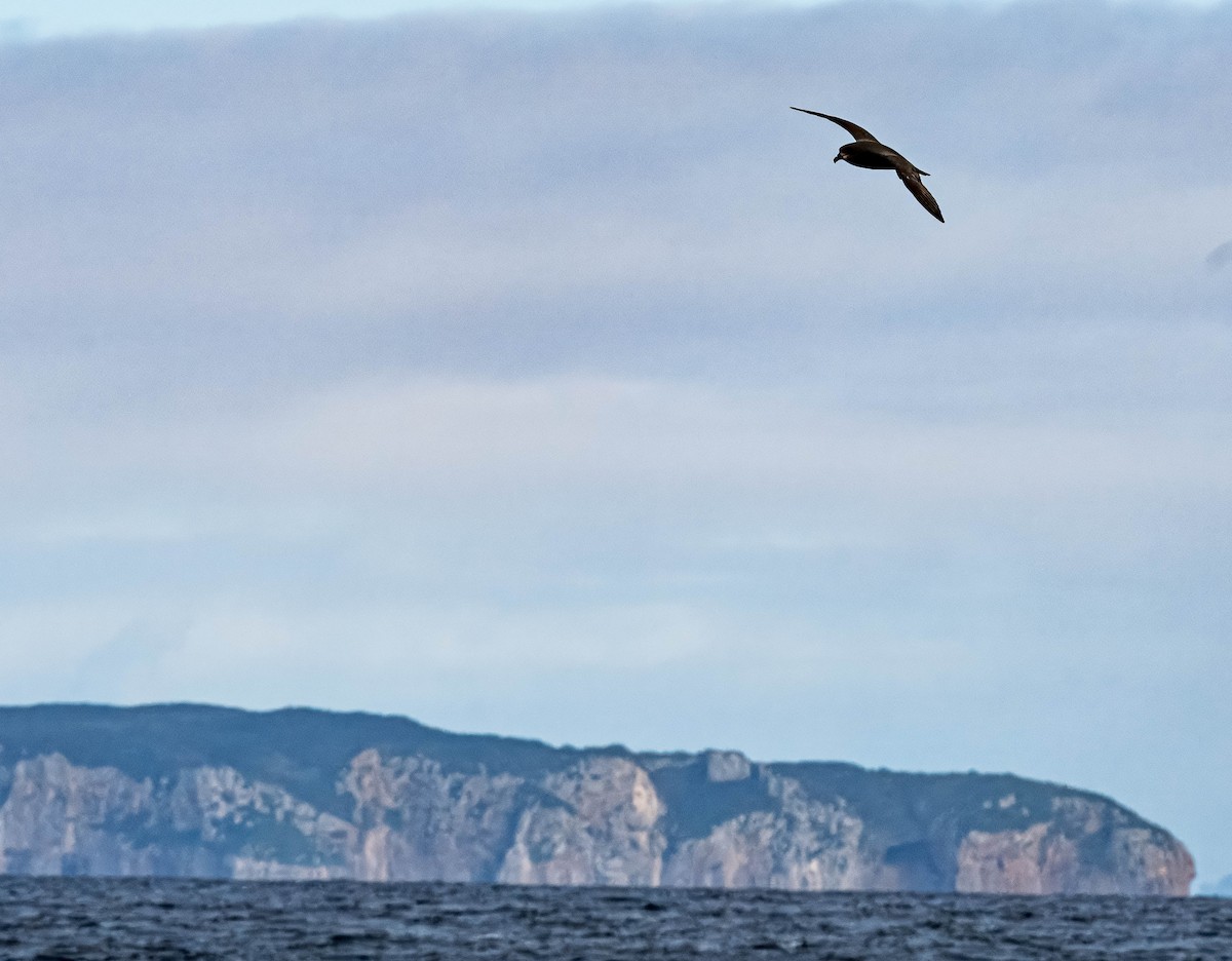 Gray-faced Petrel - ML637995641