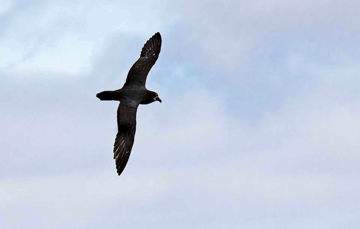 Gray-faced Petrel - ML637995642