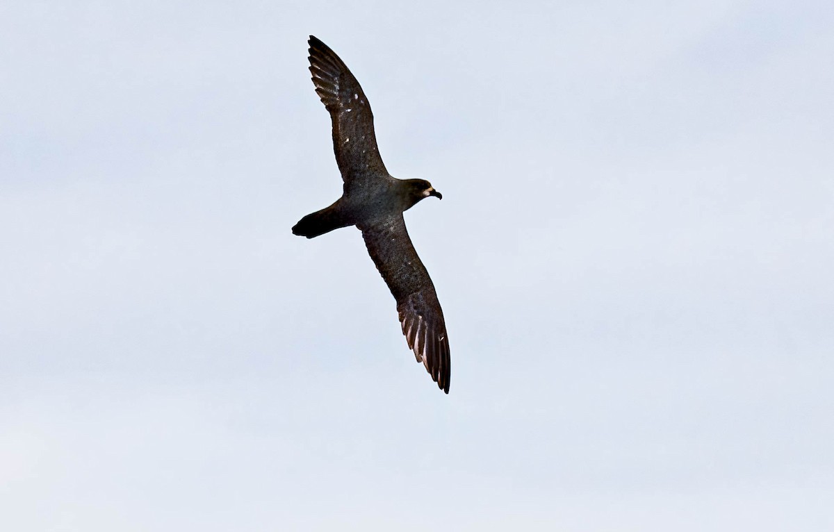 Gray-faced Petrel - ML637995644