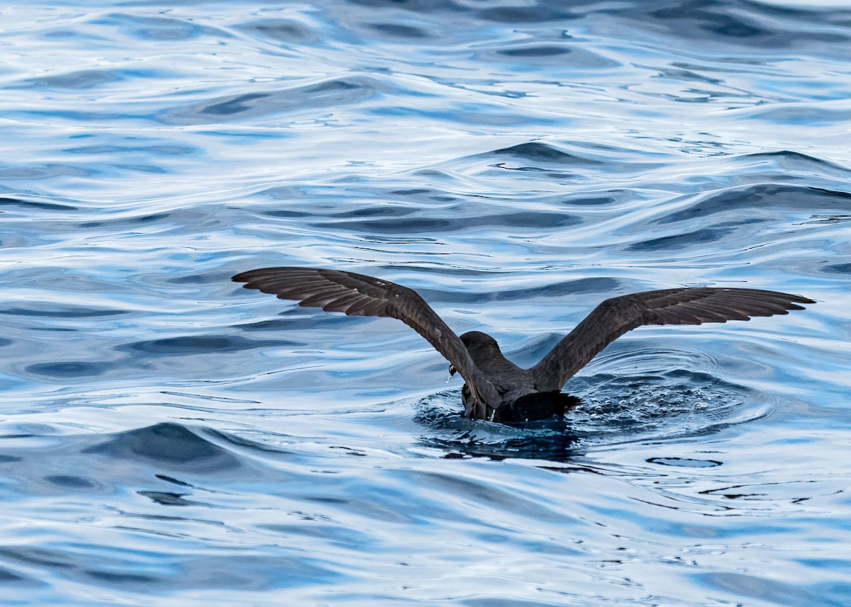 Gray-faced Petrel - ML637995645