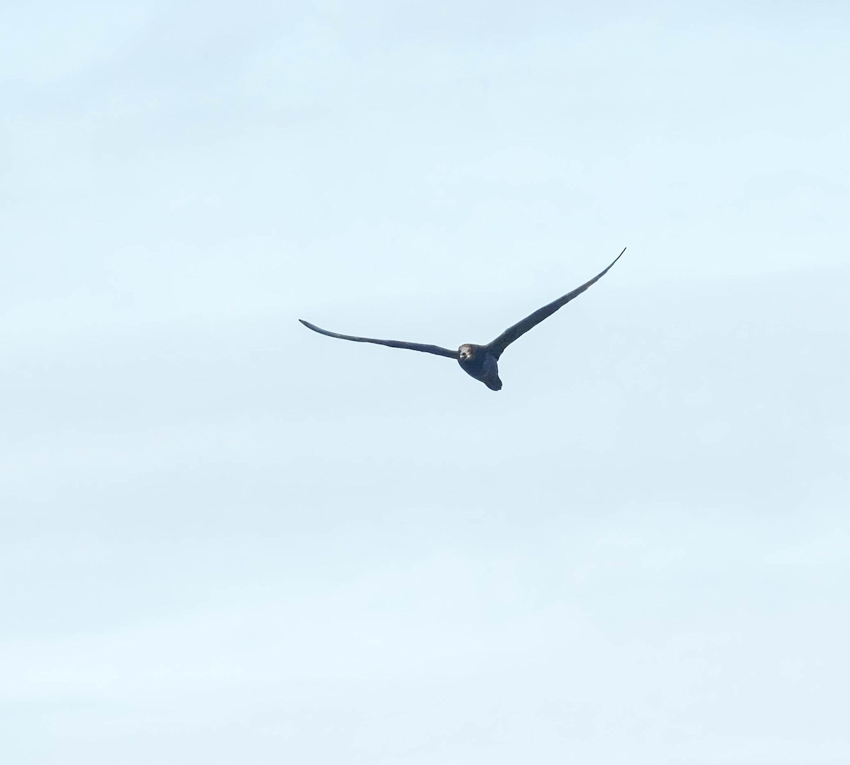 Gray-faced Petrel - ML637995646