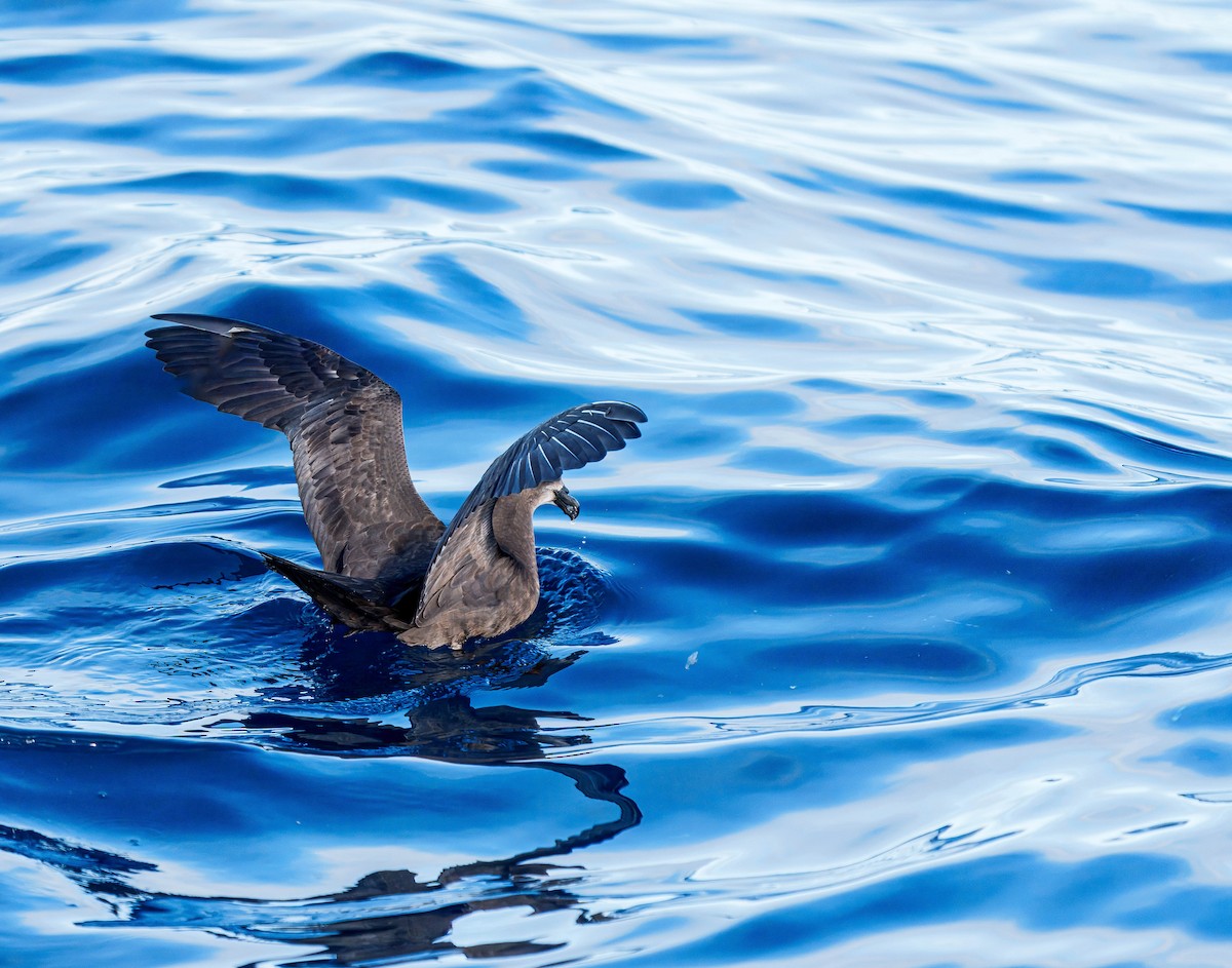Gray-faced Petrel - ML637995647
