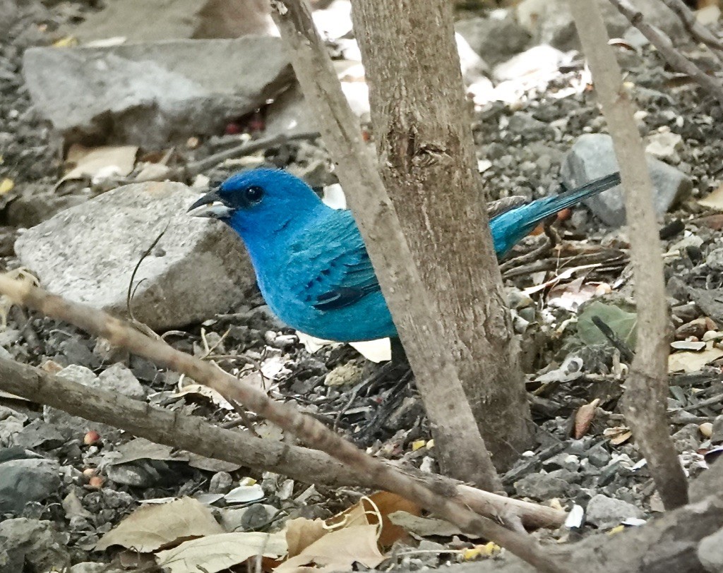 Indigo Bunting - ML637995691