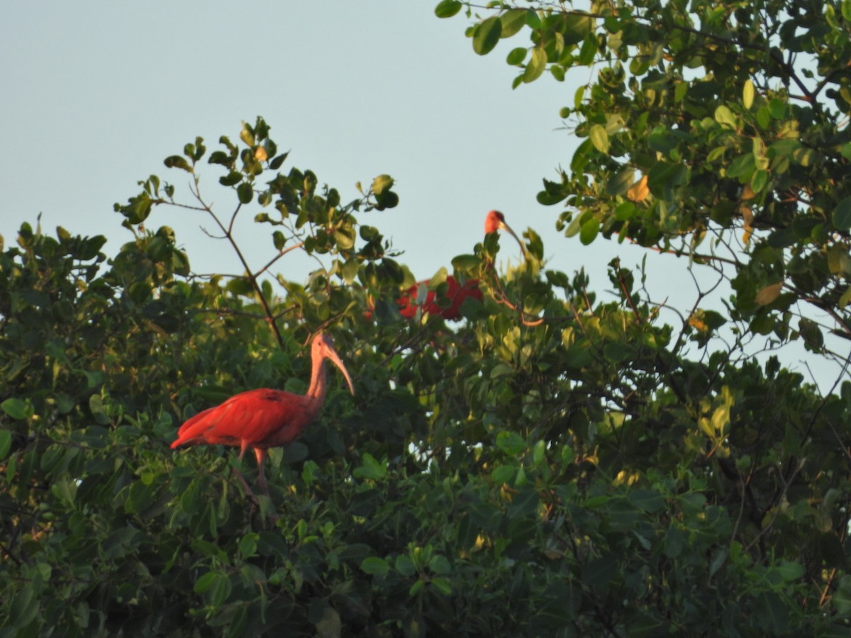 ibis rudý - ML637995744