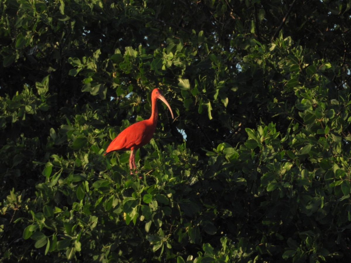 ibis rudý - ML637995745