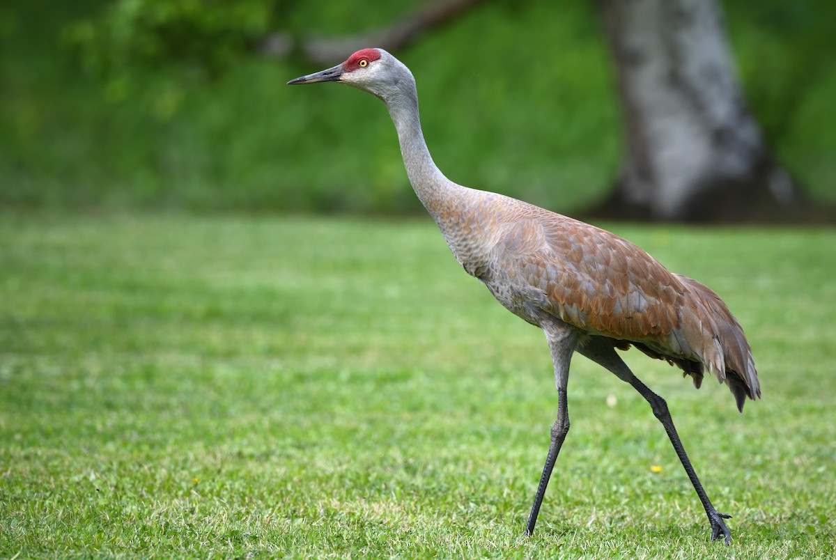 Sandhill Crane - ML637995764