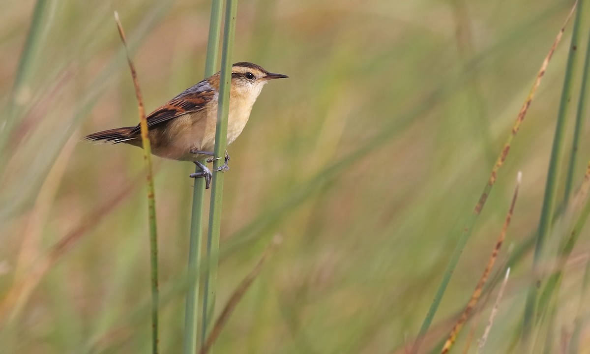 Wren-like Rushbird - ML637995765