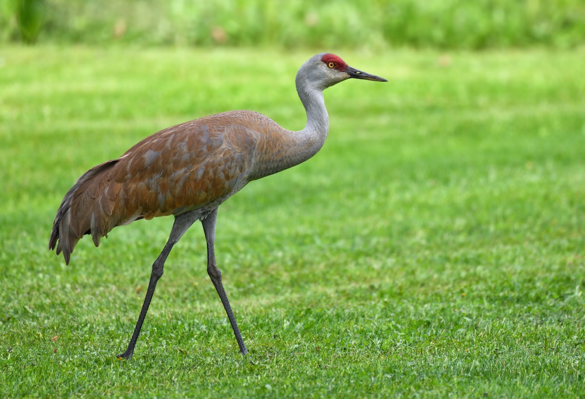 Sandhill Crane - ML637995782