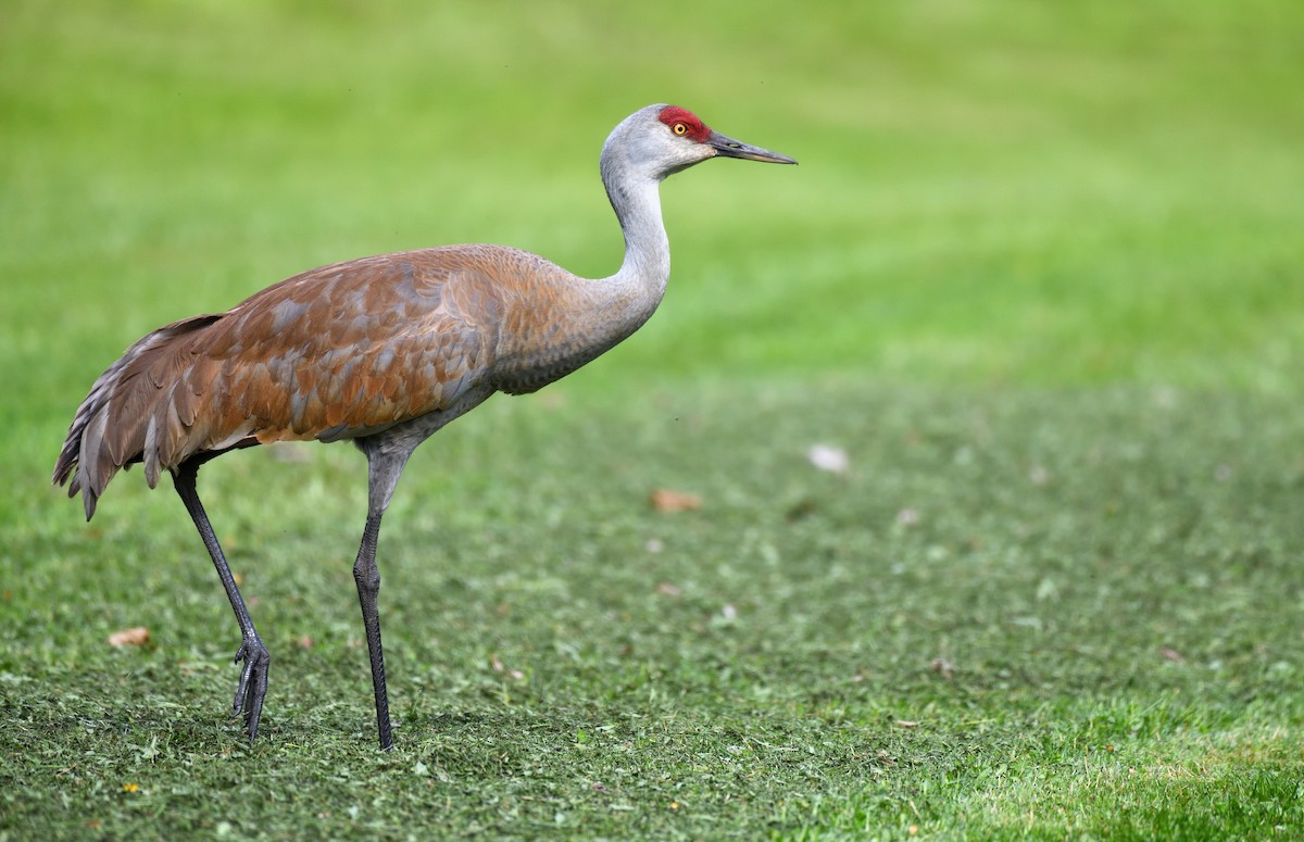Sandhill Crane - ML637995795