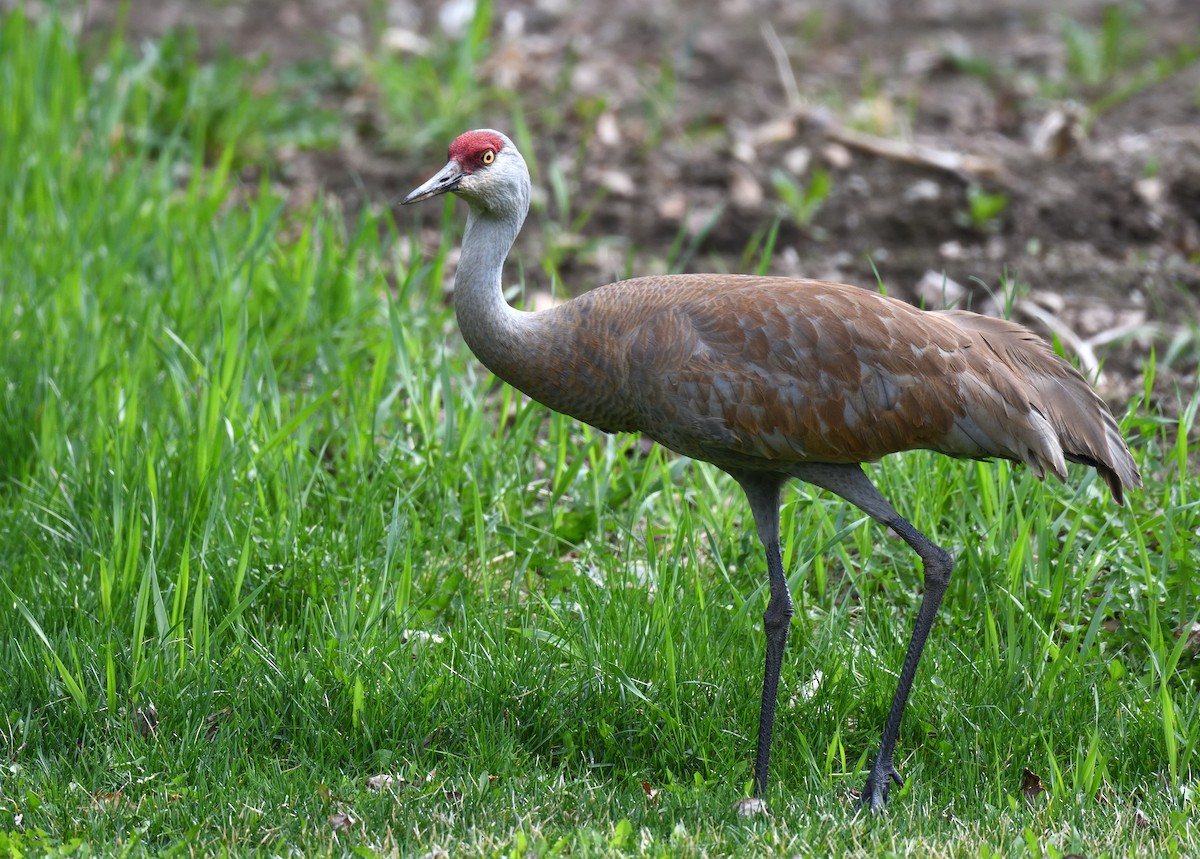 Sandhill Crane - ML637995797