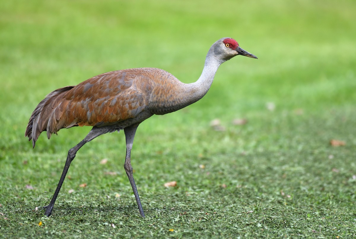 Sandhill Crane - ML637995801