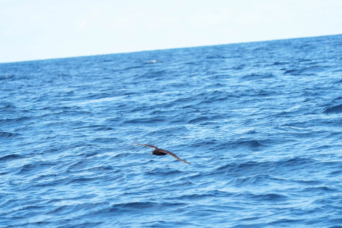 Parkinson's Petrel - ML637995816