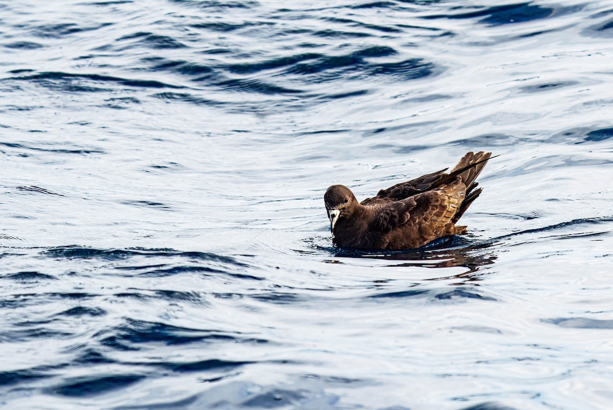 Parkinson's Petrel - ML637995817