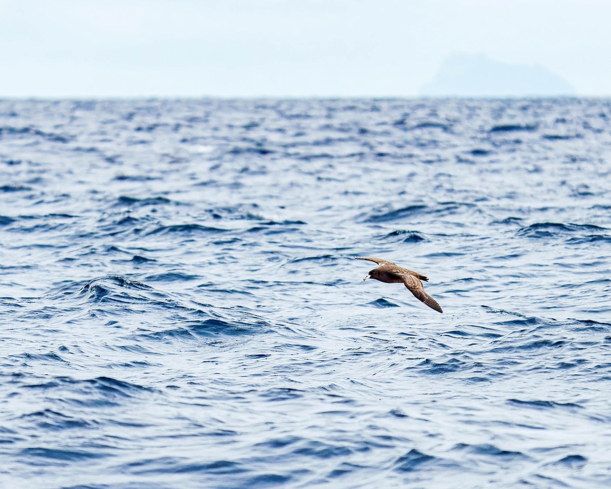 Parkinson's Petrel - ML637995818