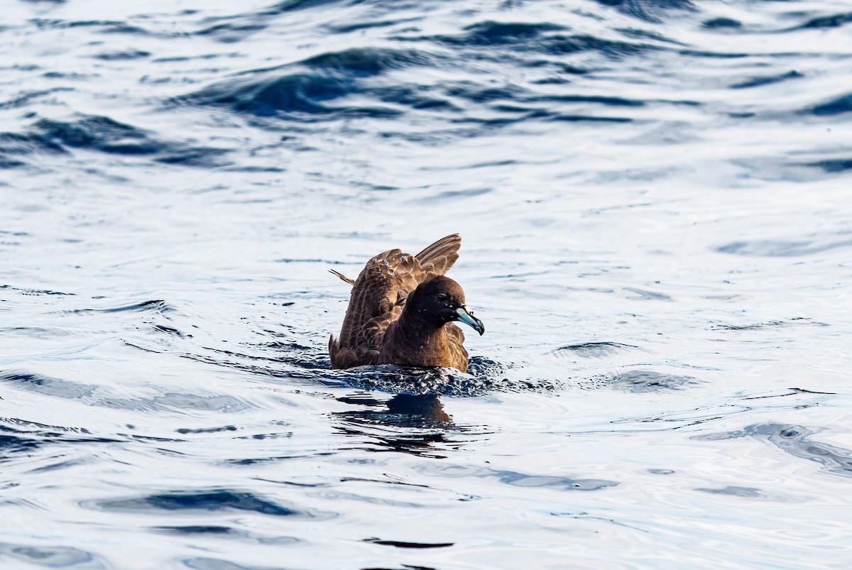 Parkinson's Petrel - ML637995820