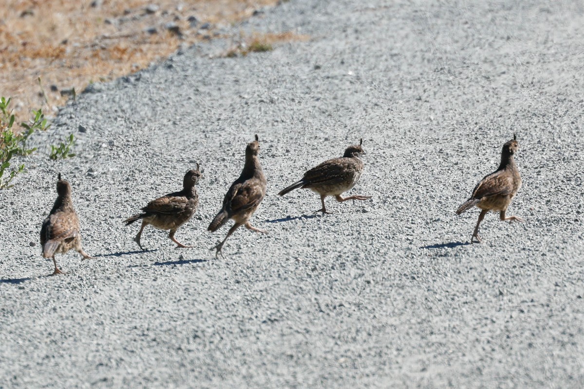California Quail - ML637995823