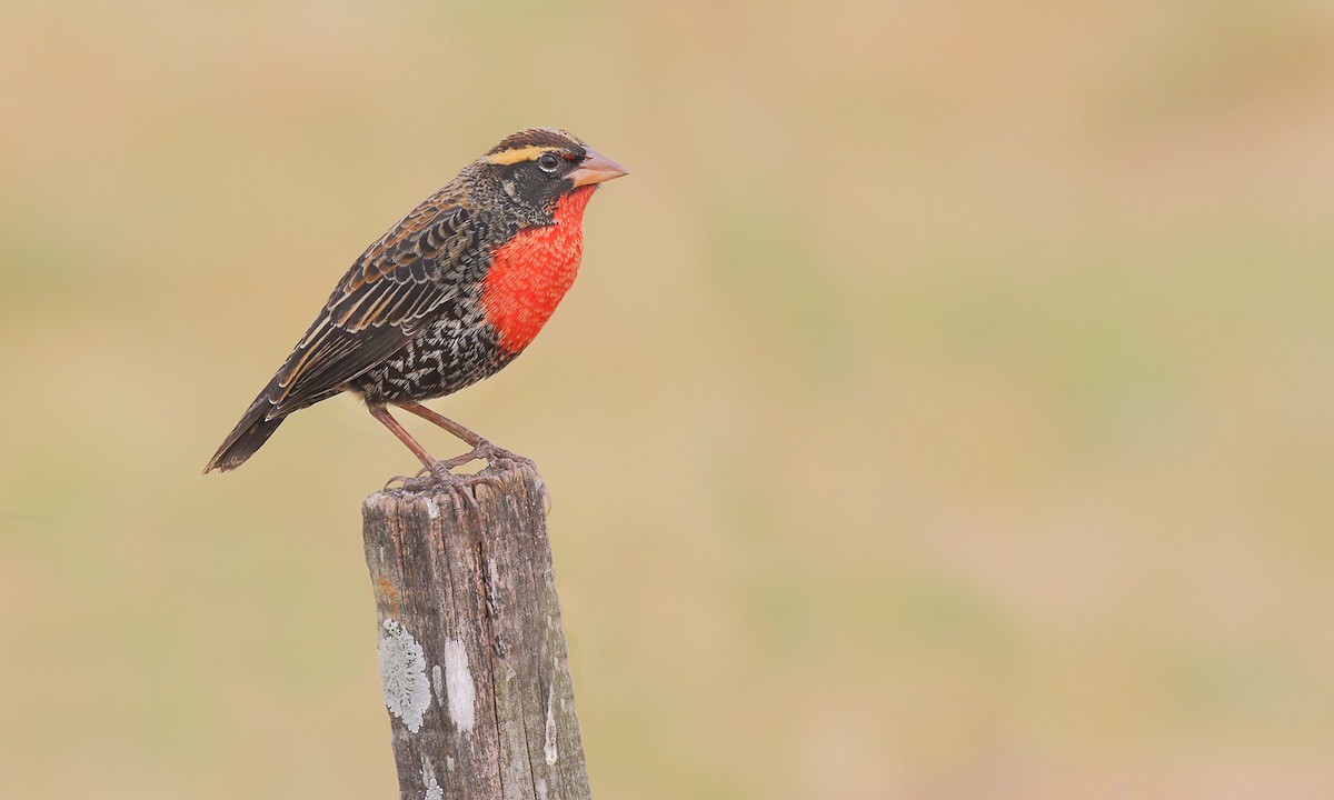 White-browed Meadowlark - ML637995903