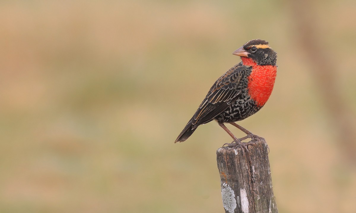 White-browed Meadowlark - ML637995904