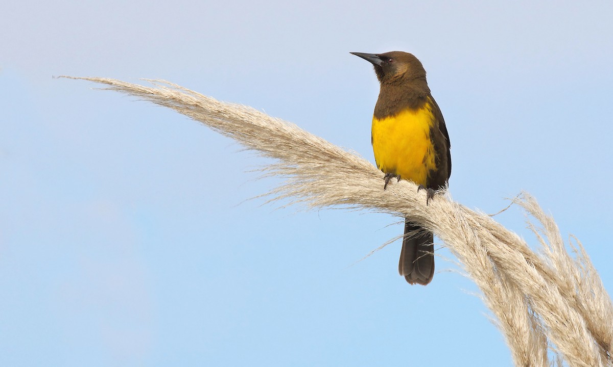 Brown-and-yellow Marshbird - ML637995907
