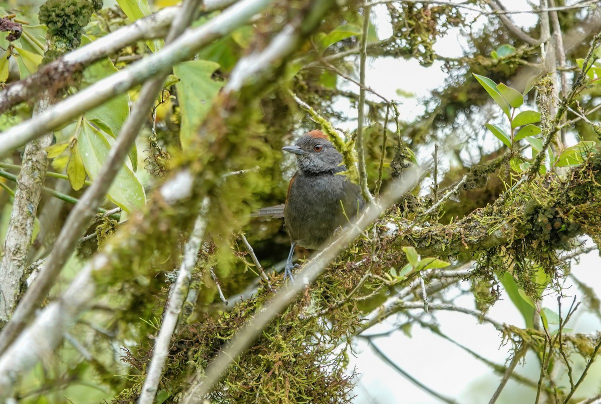 Slaty Spinetail - ML637995909