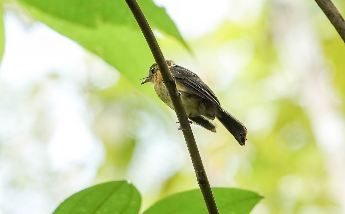 Sulphur-rumped Flycatcher - ML637995922