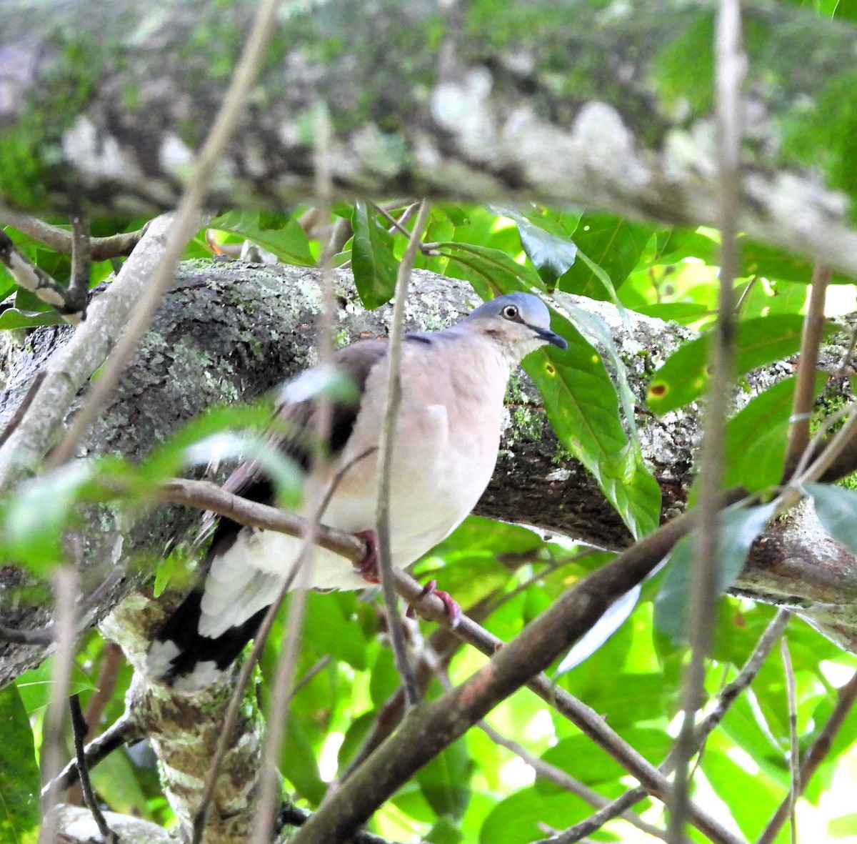 Gray-headed Dove - ML637995932