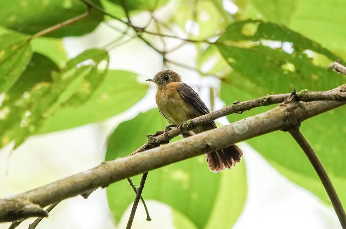Sulphur-rumped Flycatcher - ML637995935