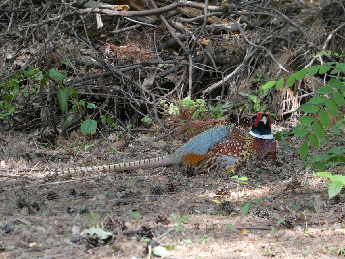 Фазан - ML637995953