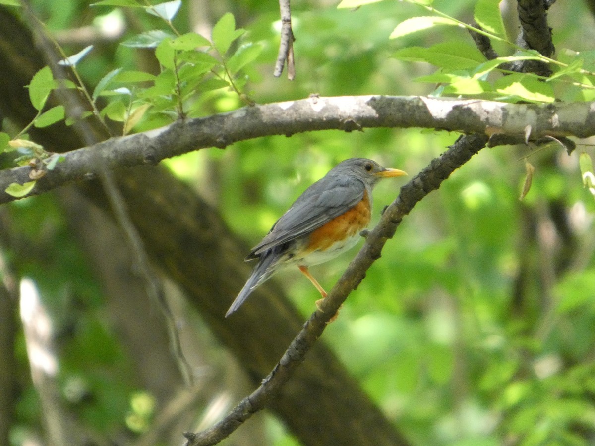 カラアカハラ - ML637995957