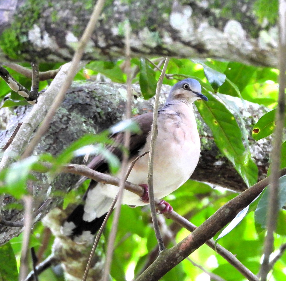 Gray-headed Dove - ML637996004