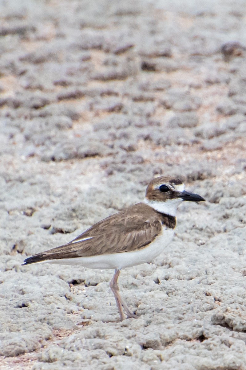 Wilson's Plover - ML637996036