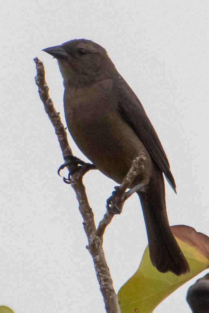 Shiny Cowbird - ML637996053