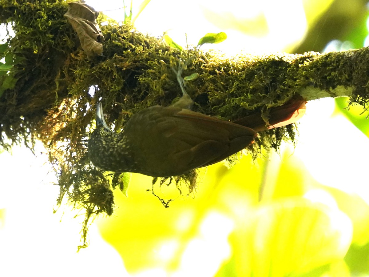 Olive-backed Woodcreeper - ML637996076