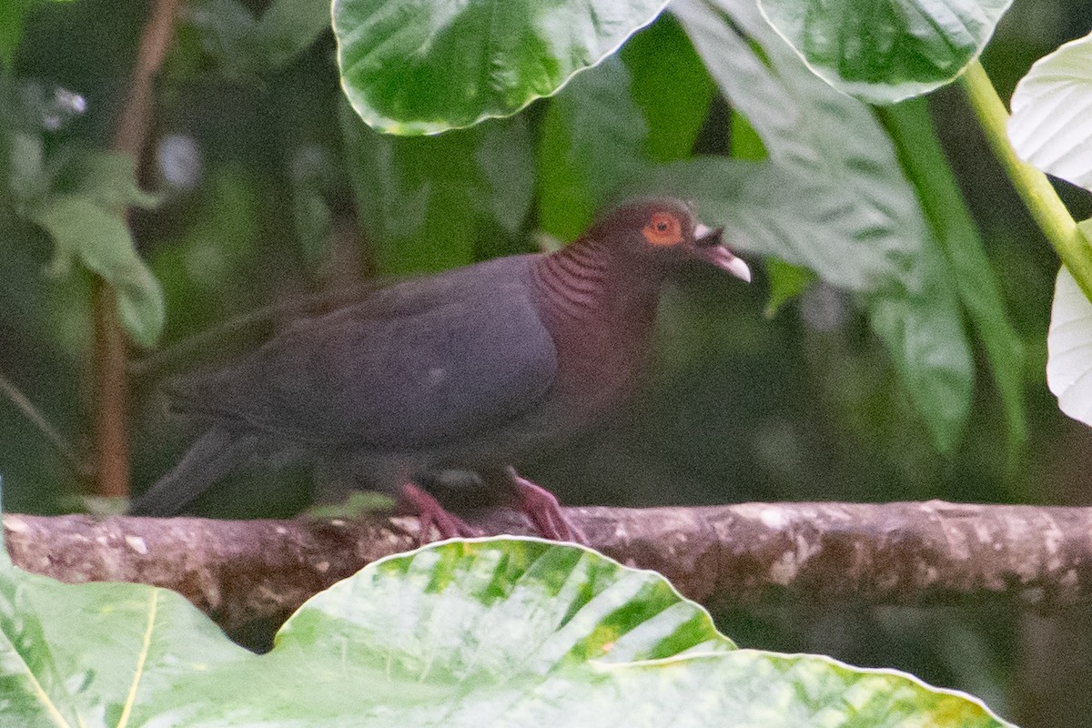 Scaly-naped Pigeon - ML637996082