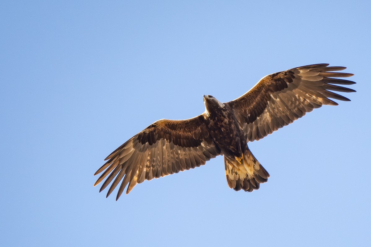 Беркут - ML637996093