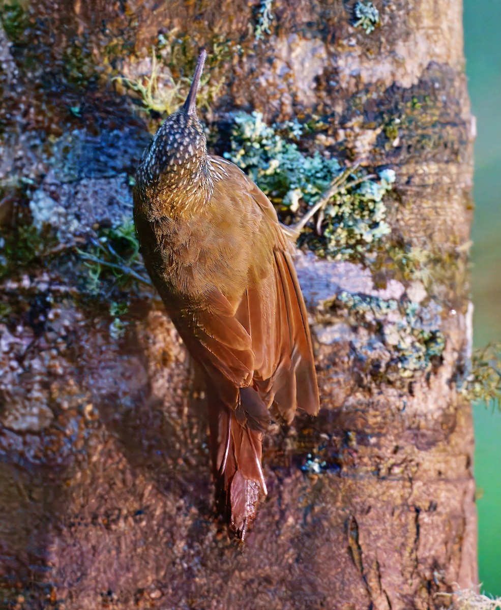 Montane Woodcreeper - ML637996142