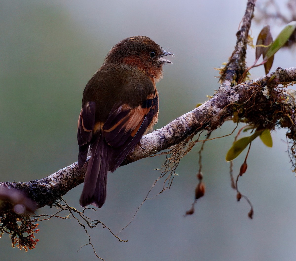 Cinnamon Flycatcher - ML637996165