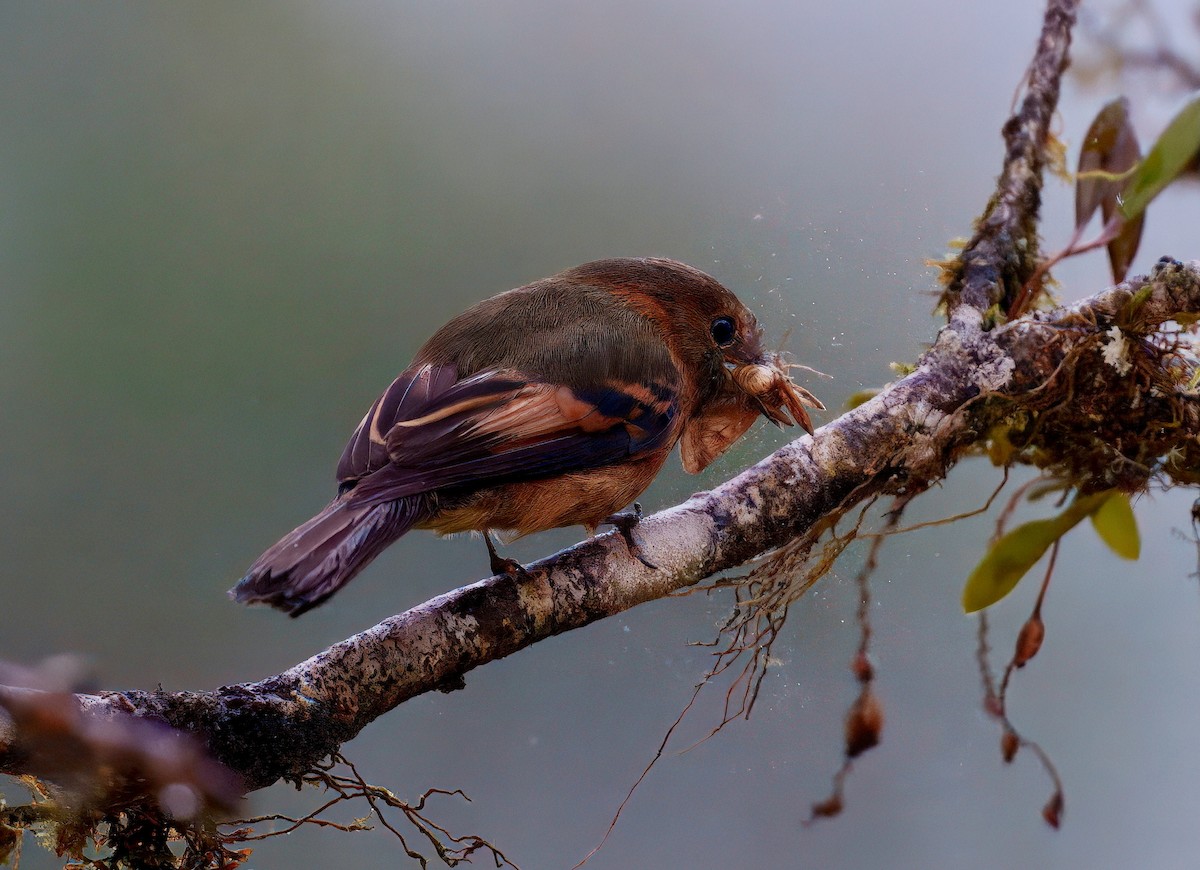 Cinnamon Flycatcher - ML637996166