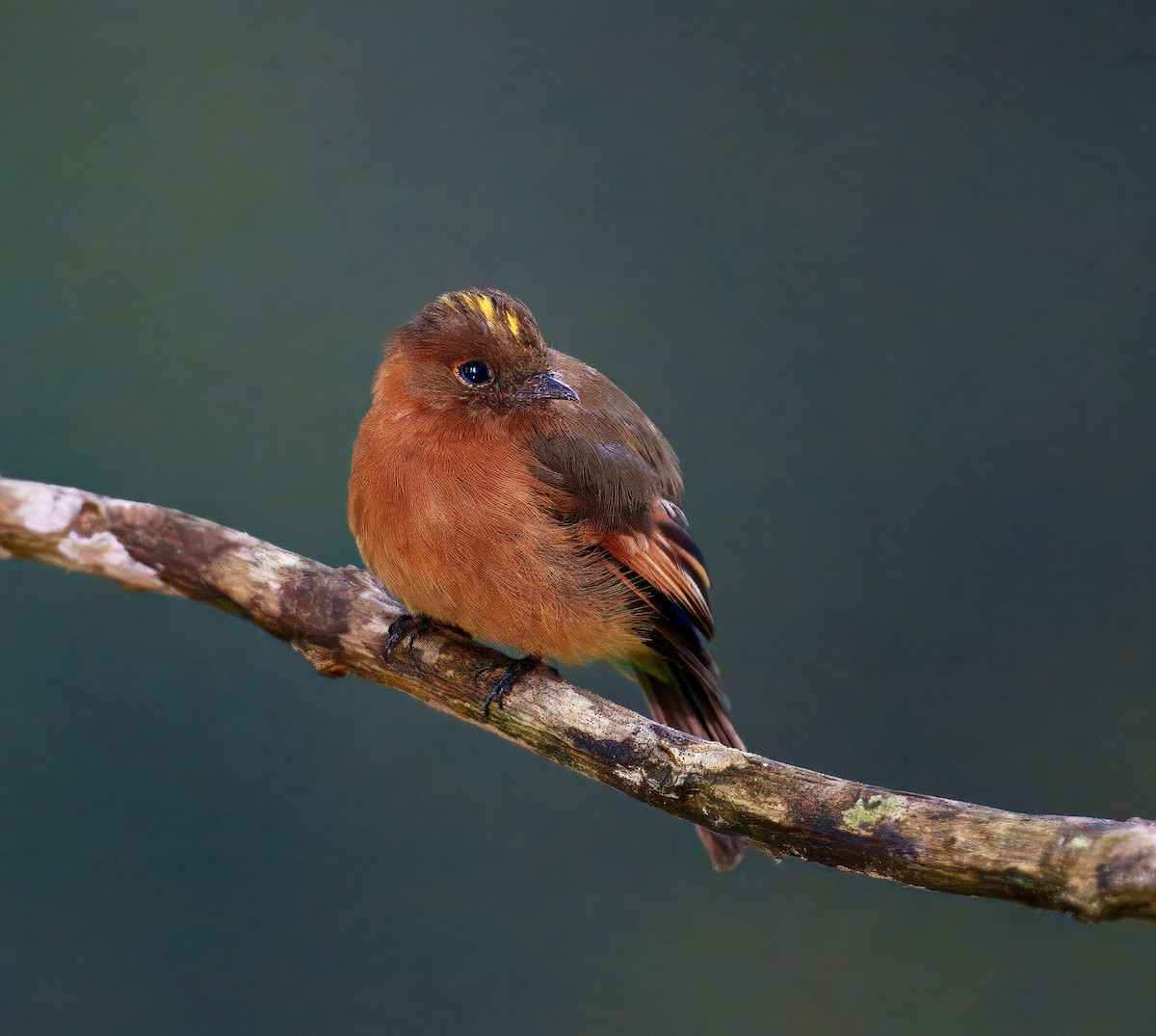 Cinnamon Flycatcher - ML637996168