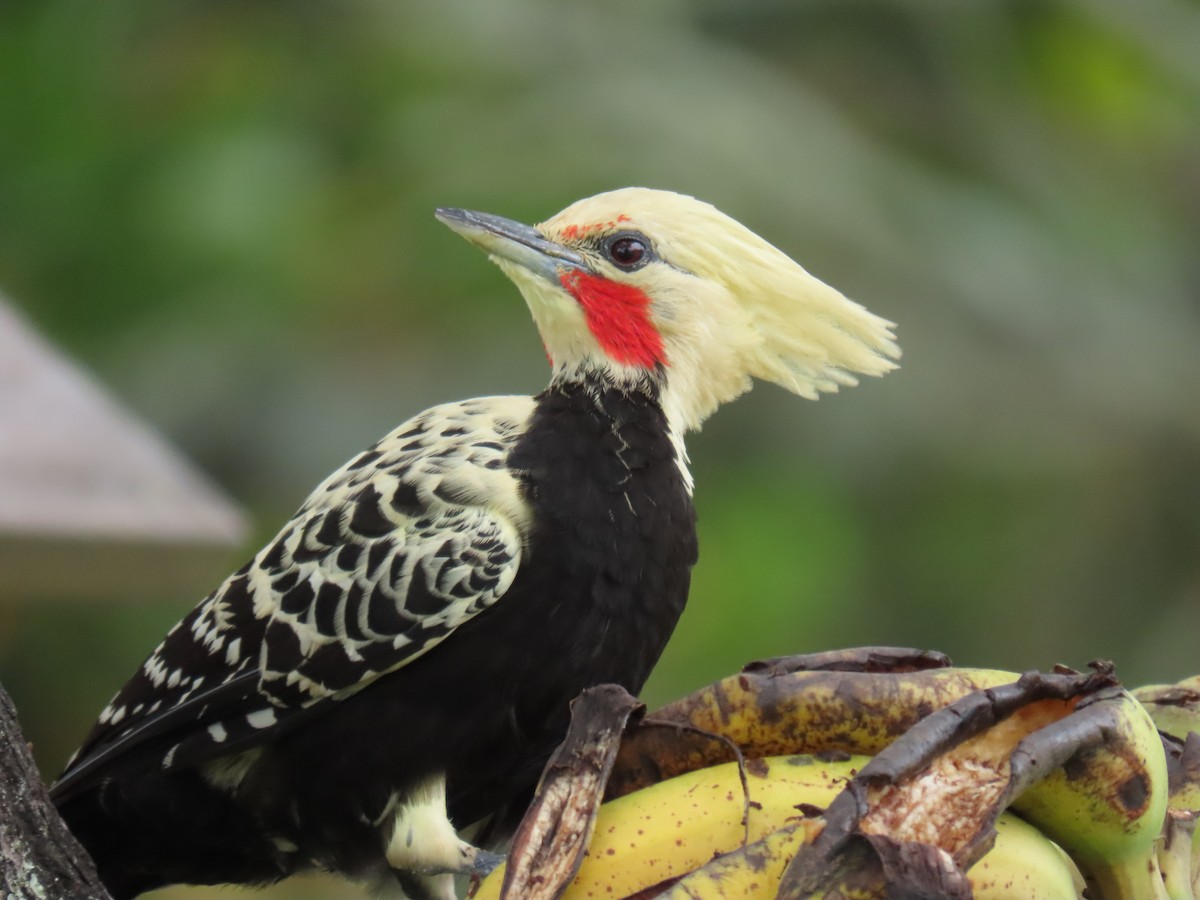 Blond-crested Woodpecker - ML637996169