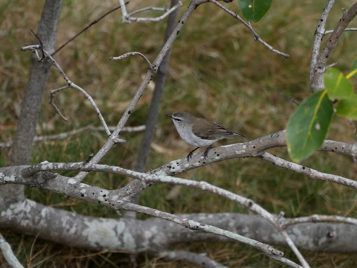 Mangrove Gerygone - ML637996172