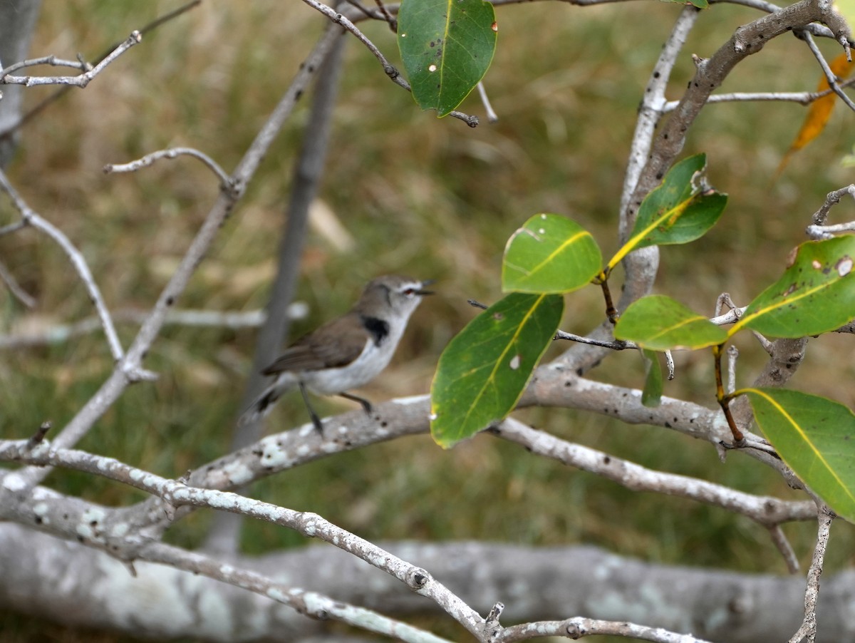 Mangrove Gerygone - ML637996173