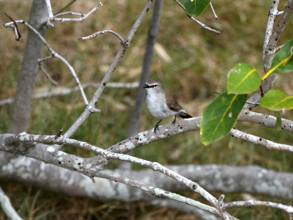 Mangrove Gerygone - ML637996174