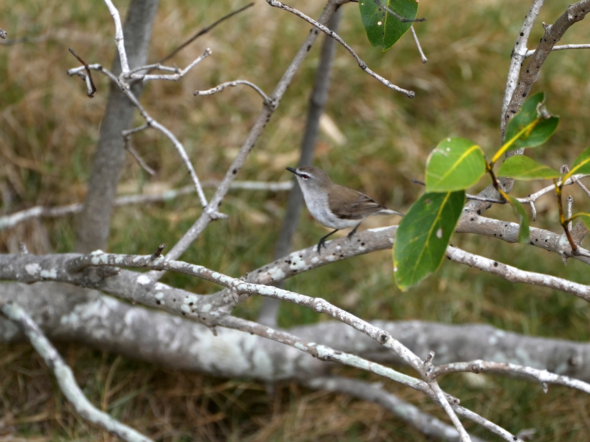 Mangrove Gerygone - ML637996175