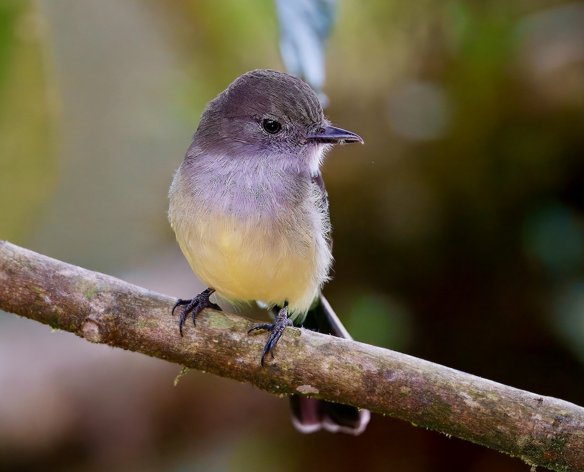 Pale-edged Flycatcher - ML637996177