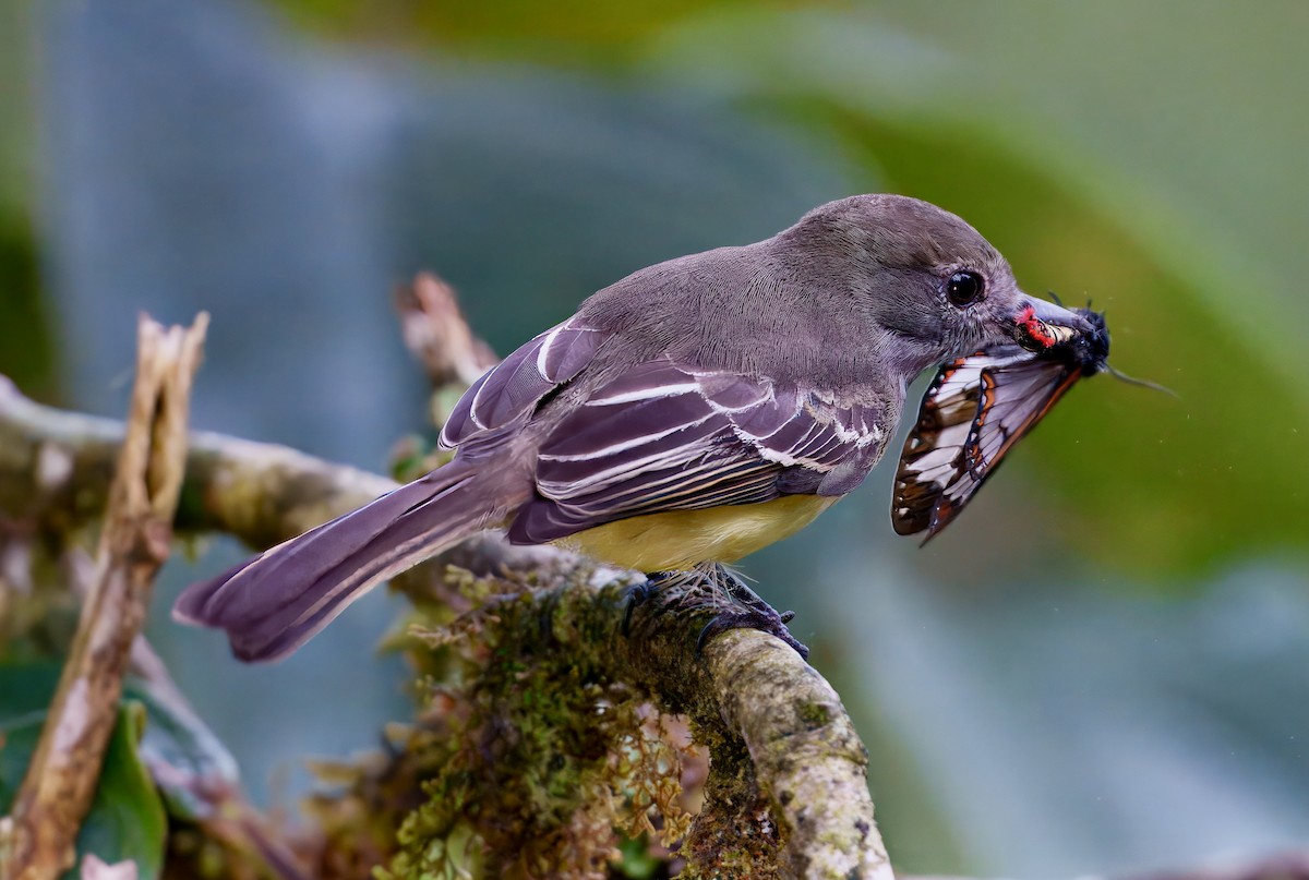 Pale-edged Flycatcher - ML637996180