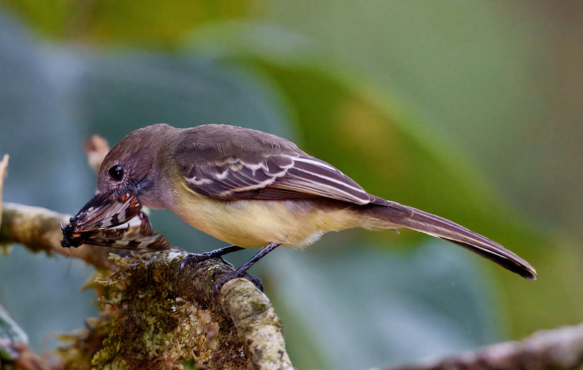 Pale-edged Flycatcher - ML637996181